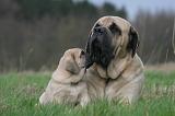 MASTIFF 161